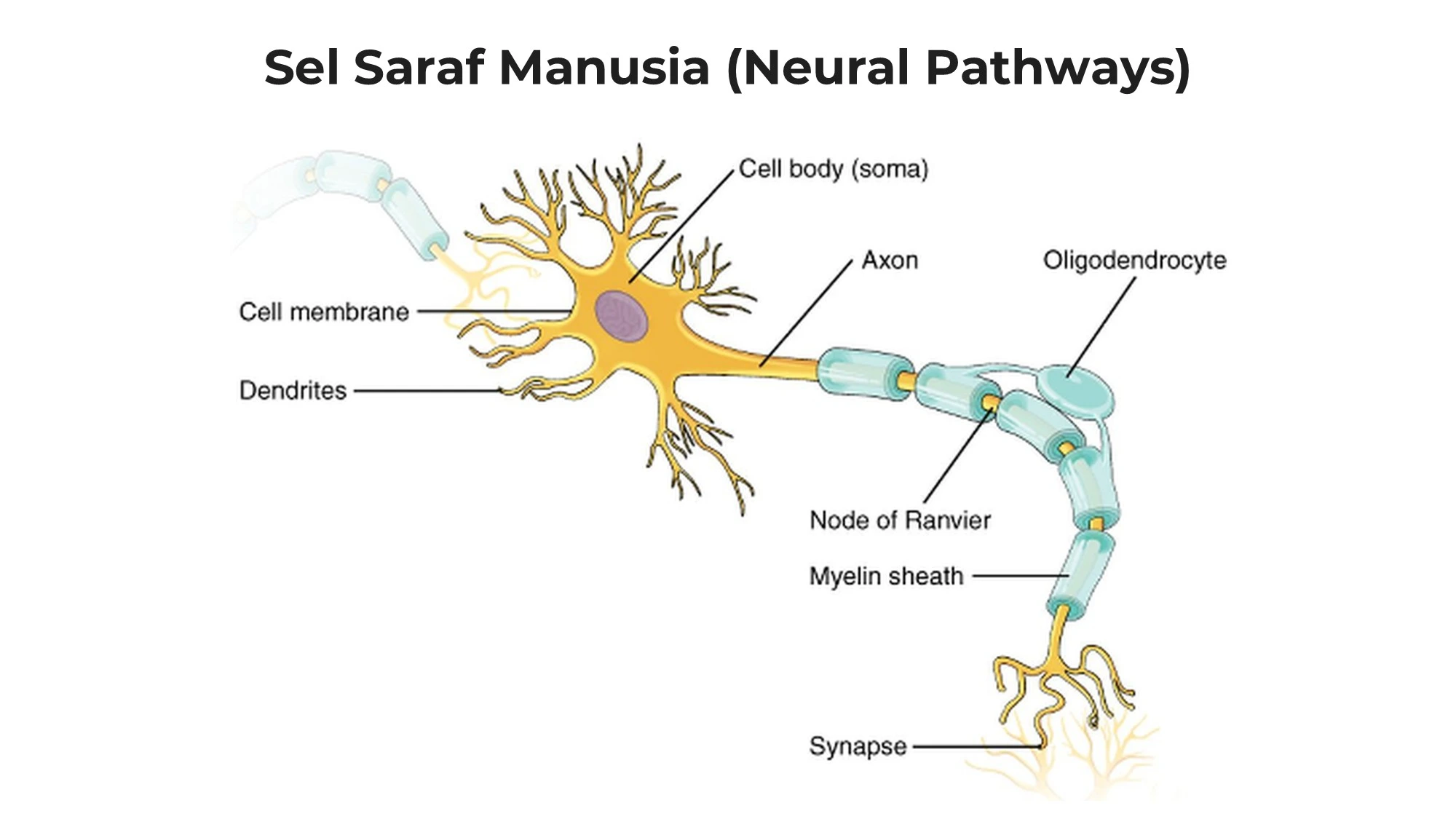Cara Kerja Jaringan Saraf Manusia atau Neural Pathways Otak Cara Kerja Jaringan Saraf Manusia atau Neural Pathways Otak